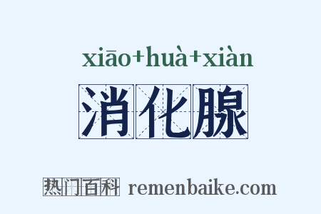 消化腺是什么意思的图片